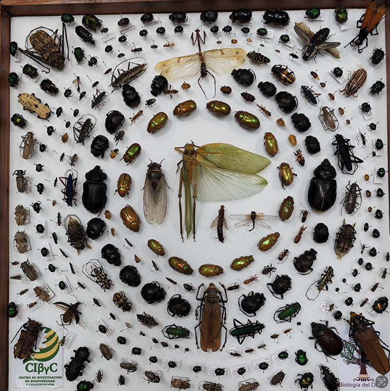 Taxonomía de insectos, la ciencia clave para conservar la biodiversidad del estado