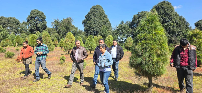 Participan estudiantes y docentes en proyecto de venta de árboles de navidad naturales