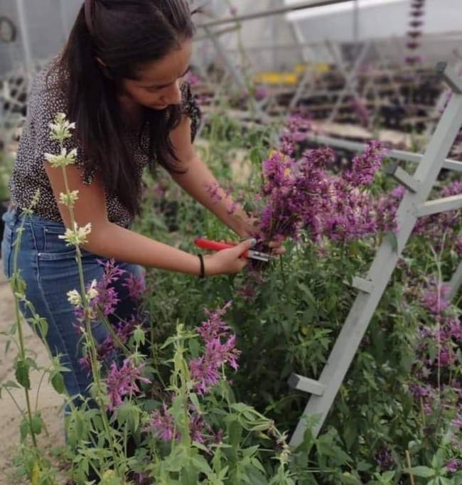 Estudian en la UAEM producción a gran escala de toronjil