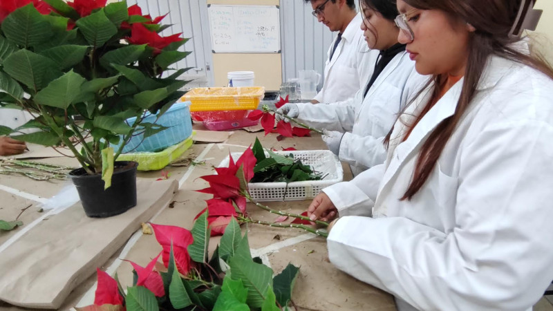 Buscan en la Facultad de Ciencias Agropecuarias acelerar coloración de la Nochebuena